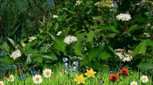 Дерен белый Сибирика ? Обзор: посадка и уход. крупномеры дерена Сибирика: описание и особенности