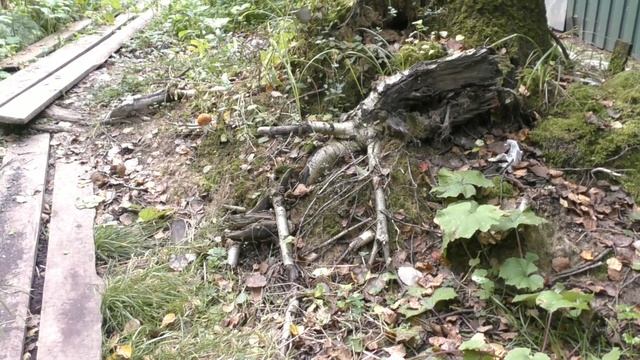 Под осиной , за неделю (вырос гриб ) смотреть онлайн