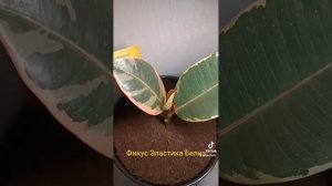 Фикус Эластика Белиз.