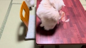 Пребывание в японском отеле для кошек с 3 кошками???? | Моя кошка Югавара | АСМР