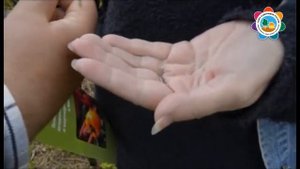 Тля и листовёртка боремся и побеждаем