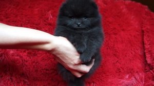 Черный шпиц в месяц