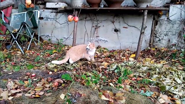 этой синице повезло   выжила смотреть онлайн