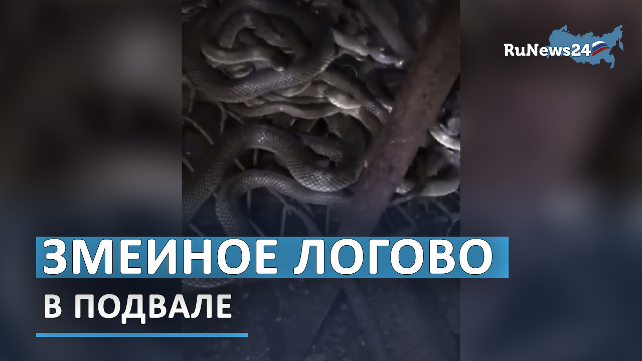 Россияне купили дом в Анапе и обнаружили змеиное логово в подвале