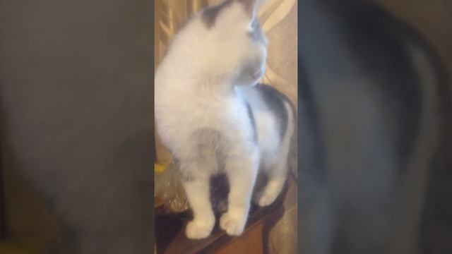 Жрём икру минтая смотреть онлайн