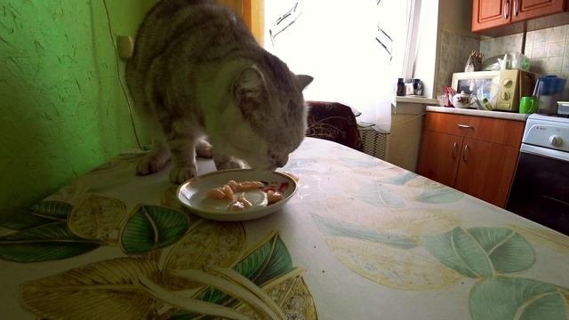 Из жизни кота на кухне.