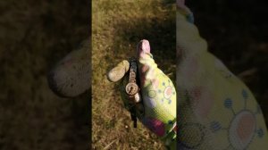 нашли часы "Чайка"