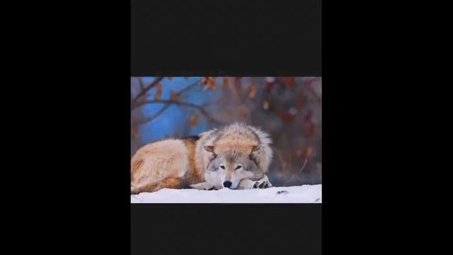 Песня волк оденочка (чт. Опс.)