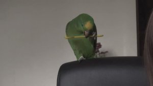 я и мой зелёный попугай | часть III