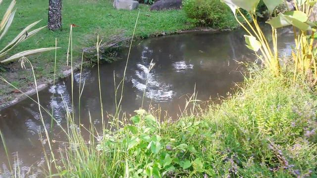 Павлины. Куры. Овцы. Таиланд. смотреть онлайн