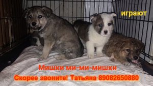 Мишки ми-ми-мишки играют