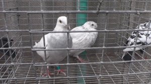 Внимание ! Невероятная  получилась масть, спортивных голубей...