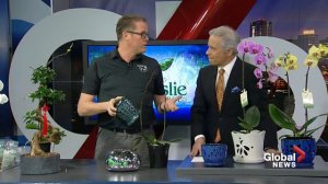 Indoor plant care tips