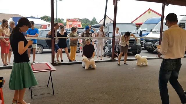 САСIВ в Курске 29.07.2018. Кобели, класс чемпионов. смотреть онлайн