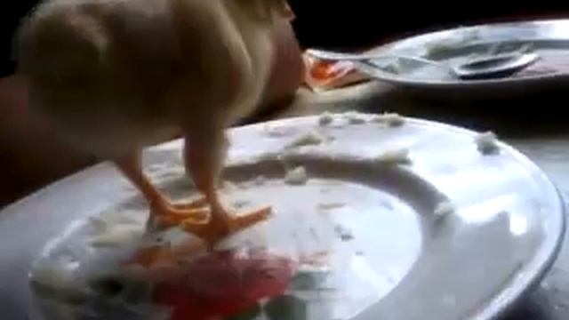 Прикол про цыпленка!!! Смешно смотреть онлайн