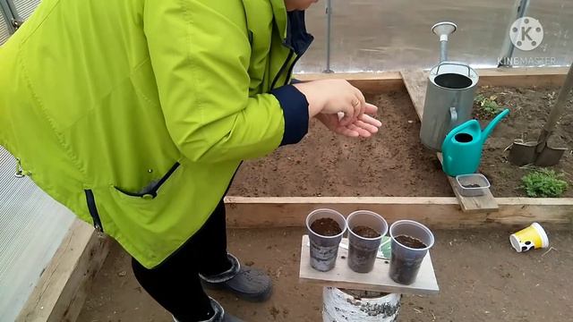 🥒🌱Тепличные огурчики. Посадила огурцы и бархатцы🏵️