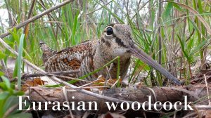 Гнездо Вальдшнепа / Woodcock nest