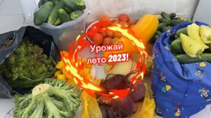 Обязательно посади/Копейка за копейки/ Патиссон-копейка #патиссонкопейка #корнишон