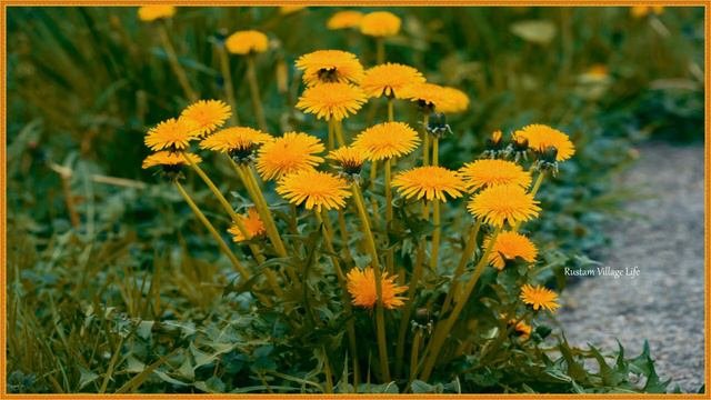 Топ 10 полезных растений для здоровья человека