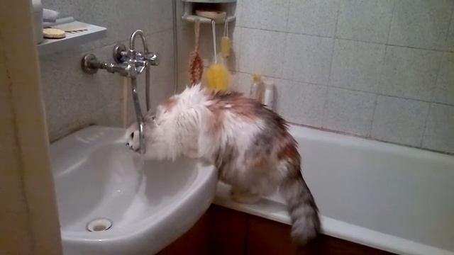 Ночное животное на охоте.
