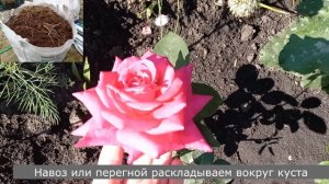 Чем подкормить розы осенью, 2 подкормки, чтобы они порадовали своим цветением летом!