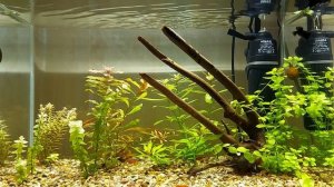 Жидкий СО2 Plus Tetra для травника.