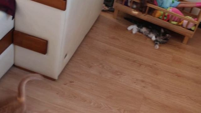 котята мейн кун в Липецке продажа