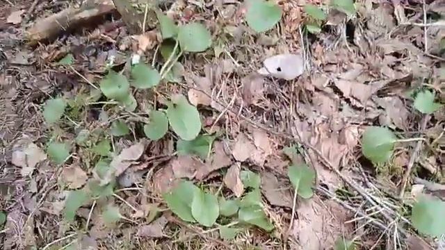 Весна красна. Зарядимся!? Пробуждение ПриРоды на реке Ирзеньга смотреть онлайн