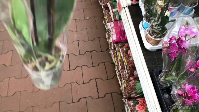 ОРХИДЕИ в ОБИ-Лахта (СПБ). В канун весеннего праздника. смотреть онлайн