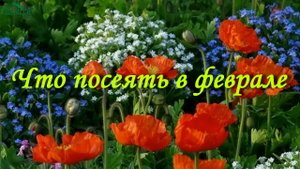 Что посеять в феврале-1