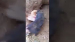 Лиса против собаки