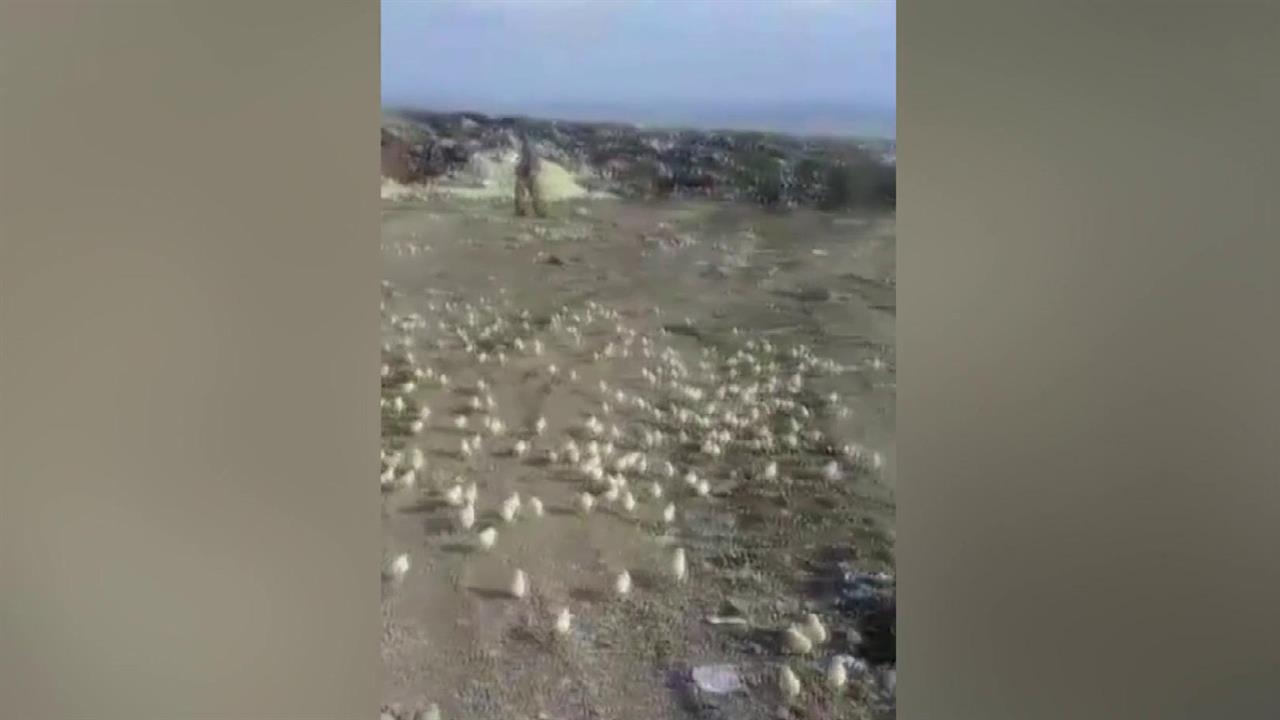 Тысячи желтых цыплят заполнили улицы грузинского города Марнеули