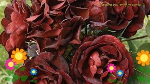 Роза флорибунда Маликорн. Краткий обзор, описание характеристик, где купить саженцы Malicorne