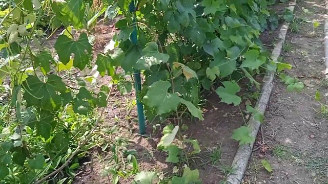 Дача, решили детям помочь...Бердянск Запорожская смотреть онлайн