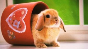 Кто такие Кролики?Интересные и Малоизвестные факты о Кроликах🐇 AnyWild 🔥