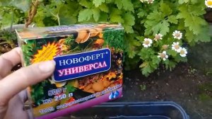 И снова о поливе пеларгоний знойным летом.