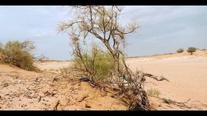 Разноцве́тная я́щурка  Eremias arguta