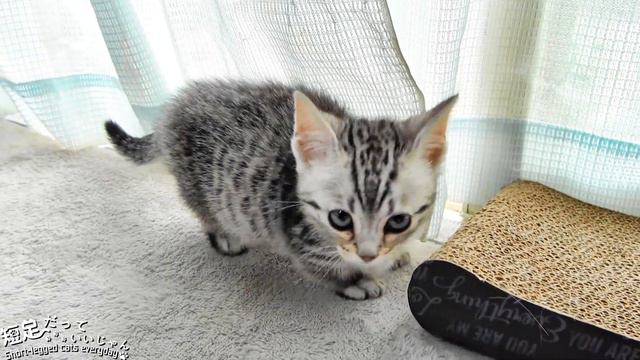可愛い子猫の沼にハマってみませんか？第2弾！　Please enjoy the cute kittens!