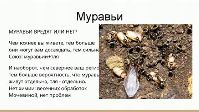 ? Как привести деревья в порядок? #обрезкадеревьев Вебинар по обрезке плодовых деревьев.?