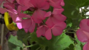 Пеларгония ( герань), с огорода  в дом, ноябрь, уход.