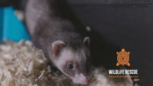 Explore an immersive new experience | Wildlife Rescue: Miracles in Conservation