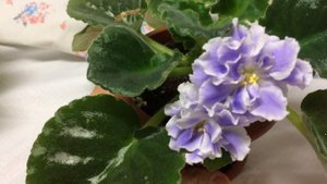 Обзор фиалки сорт « Голубой туман»