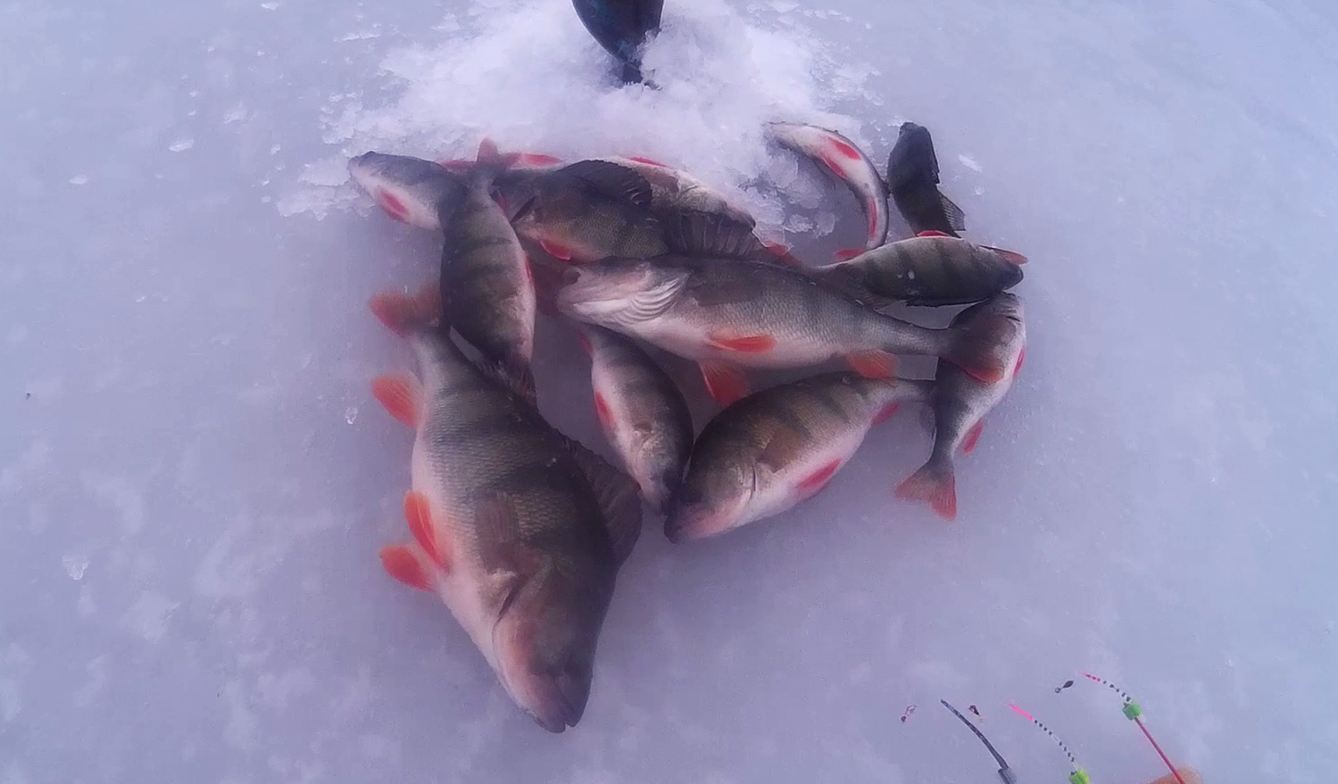 С безмотылкой и подводной камерой на Ахтубе и рыба и удовольствие.