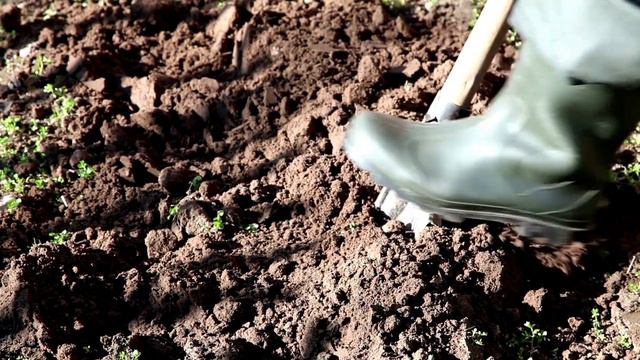 How to grow Gulmohar Trees? HowAGardenWorks  Gulmohar Flower is very Beautiful