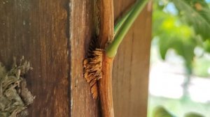 Кампсис укореняющийся. Campsis radicans.