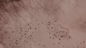 Арсений Тарковский. «Дагестан» (Данил Елезов)