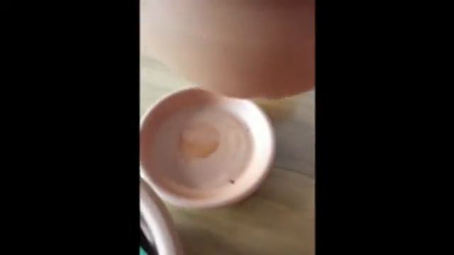 Ринхостилис гигантея часть 1. Rhynchostylis gigantea  мой опыт - полная версия смотреть онлайн