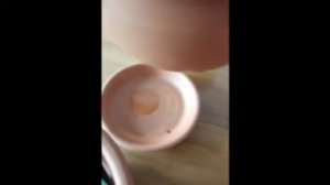 Ринхостилис гигантея часть 1. Rhynchostylis gigantea  мой опыт - полная версия