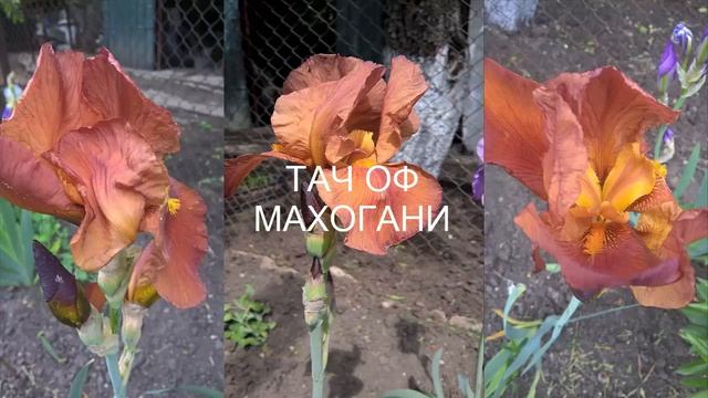 Божественная красота ИРИСОВ. Ирисы в моём саду Сорта и названия ирисов.The divine beauty of the IRI смотреть онлайн