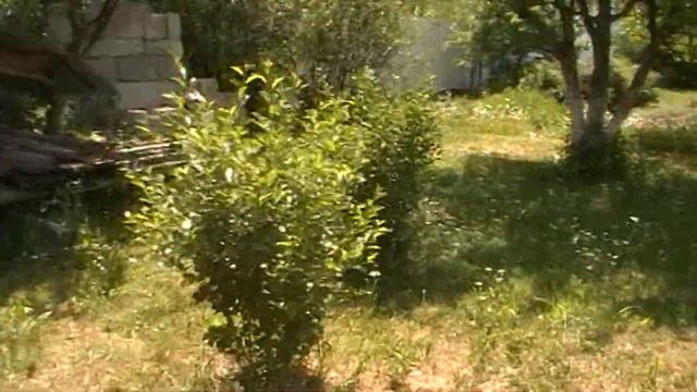 Пчёлы. Как пчела пьёт. смотреть онлайн